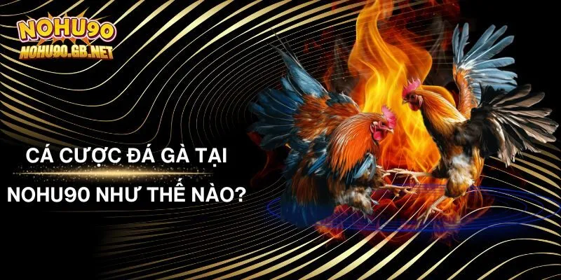 Góc Giải Đáp: Cá Cược Đá Gà Tại Nohu90 Như Thế Nào?