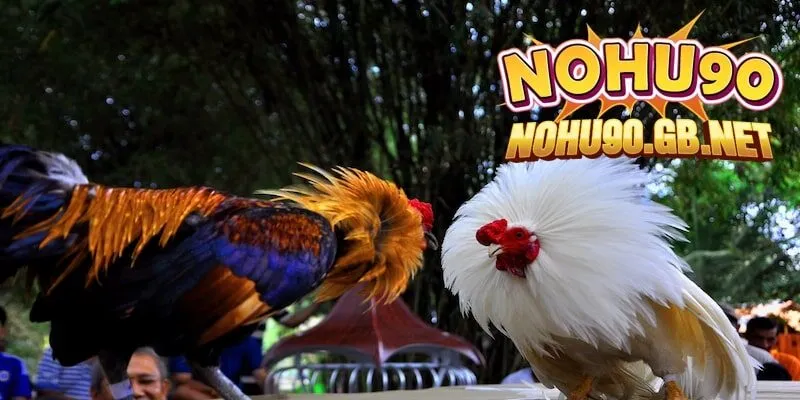 Thời gian thi đấu cá cược đá gà tại Nohu90