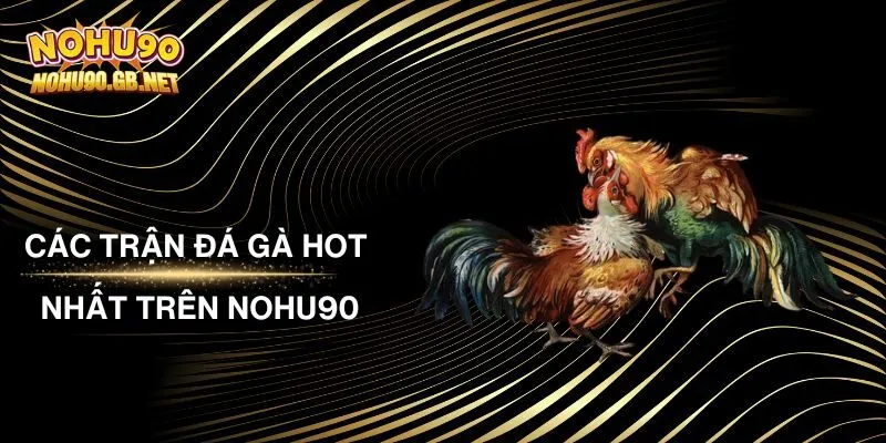 Danh Sách Các Trận Đá Gà Hot Nhất Trên Nohu90