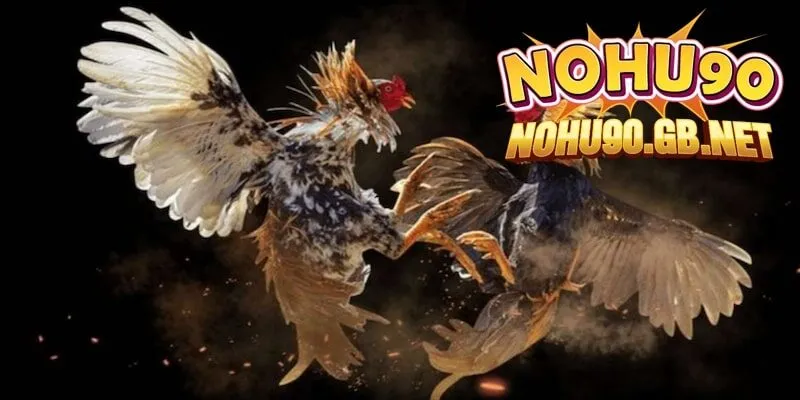 Các trận đấu hấp dẫn chỉ có tại Savan