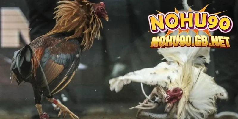 Theo dõi các cuộc đấu hồi hộp tại WS168