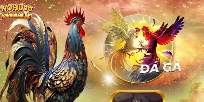 Dịch vụ đá gà tại Nohu90