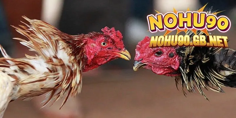 Cựa dao - Một trong các trận đấu hot nhất tại Nohu90