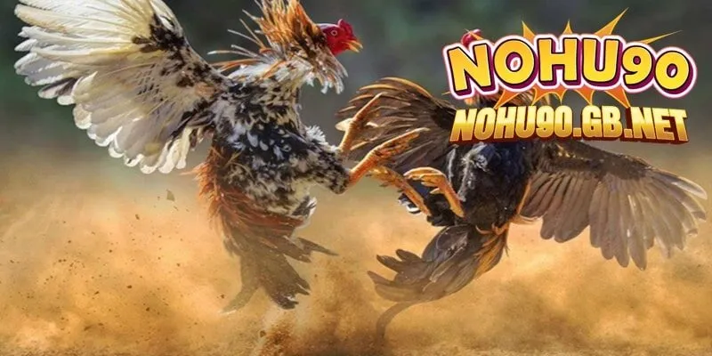 Gà nòi - Giống gà được yêu thích tại Nohu90