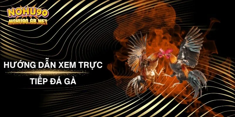 Hướng Dẫn Xem Trực Tiếp Đá Gà Trên Nohu90 Cho Newbie