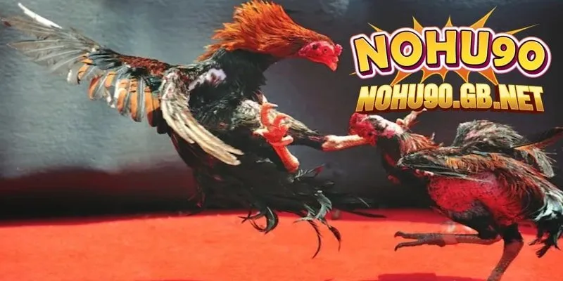 Mẹo đặt cược đá gà Nohu90 nói không với rủi ro