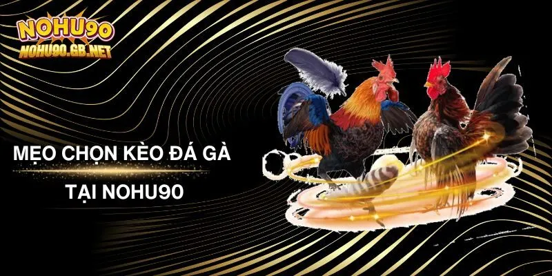 Mẹo Chọn Kèo Đá Gà Tại Nohu90 Bất Bại