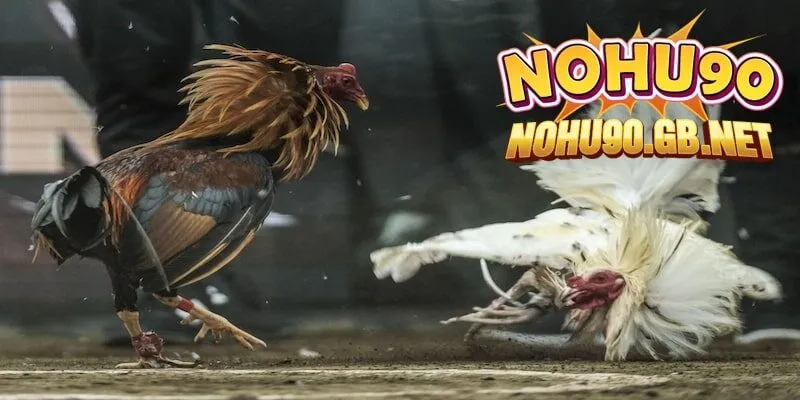 Mẹo tìm hiểu các kèo đá gà tại Nohu90
