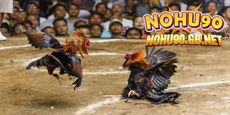 Quy định thắng thua trong đá gà Nohu90